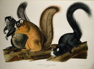 Écureuil renard, de 